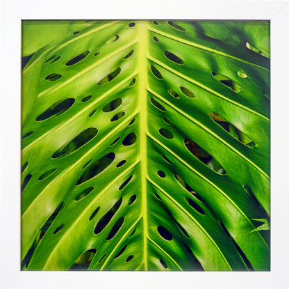 Monstera Deliciosa Leaf