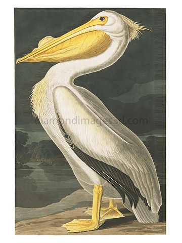 James Audubon American White Pelican in 3D