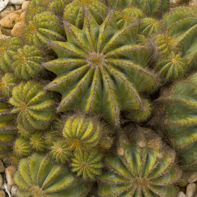 Cactus in 3D