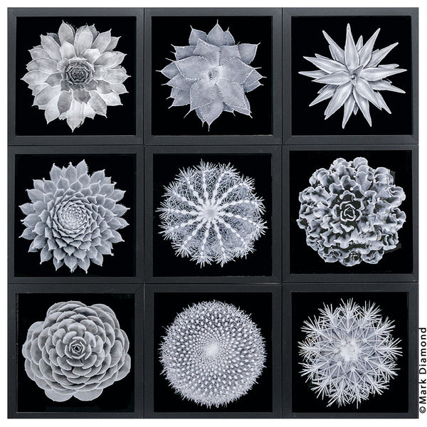 Sacred Geometry of Plants in 3D