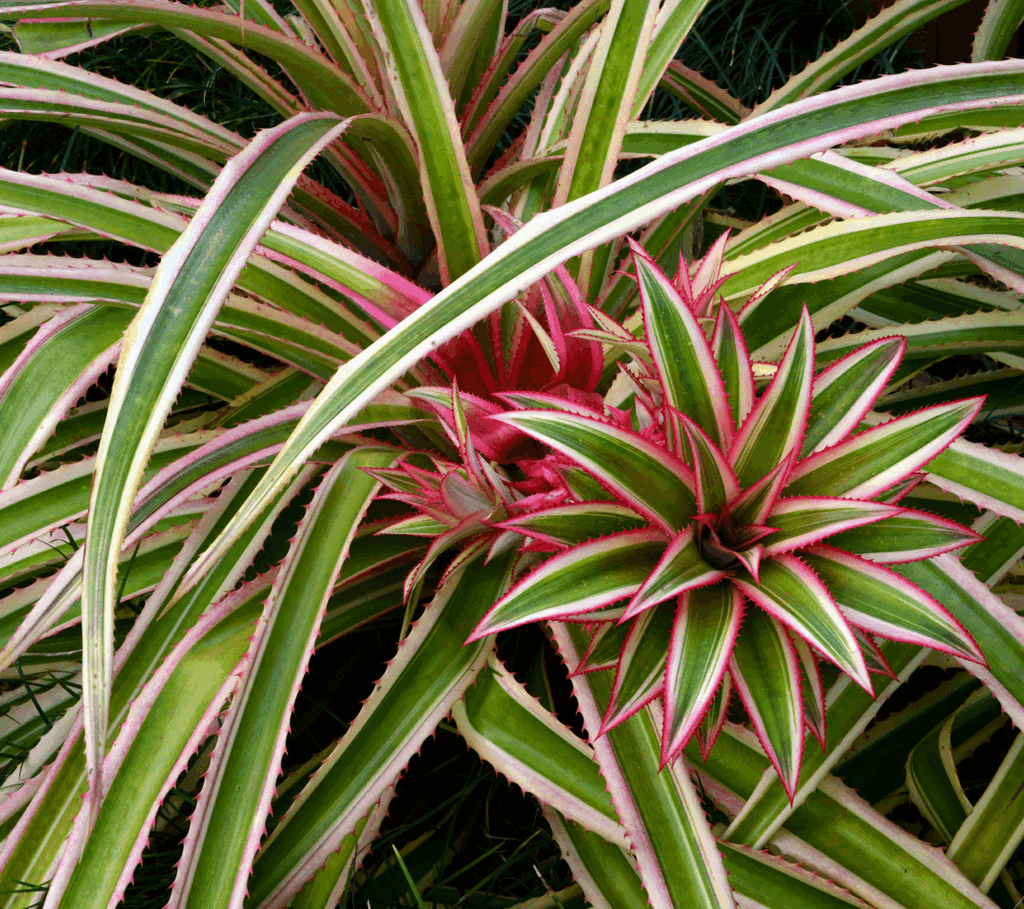 Pink Varigated Pineapple Botanical Study in 3D