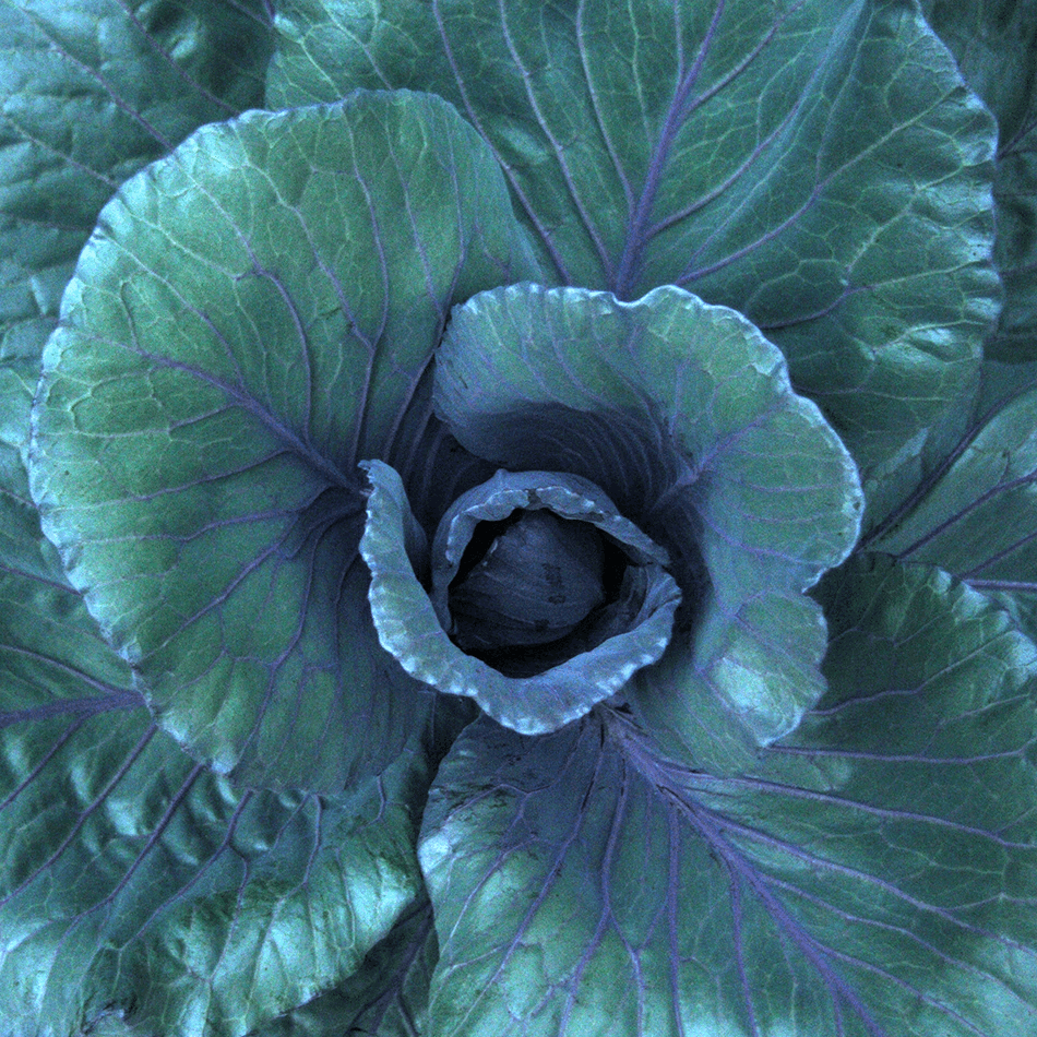 Cindy's Purple Cabbage Botanical Study in 3D
