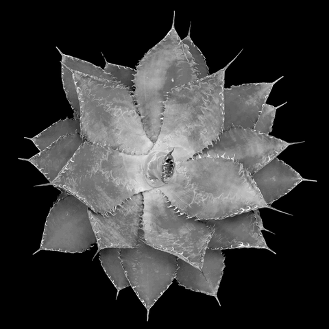 Agave Black and White Botanical Study in 3D