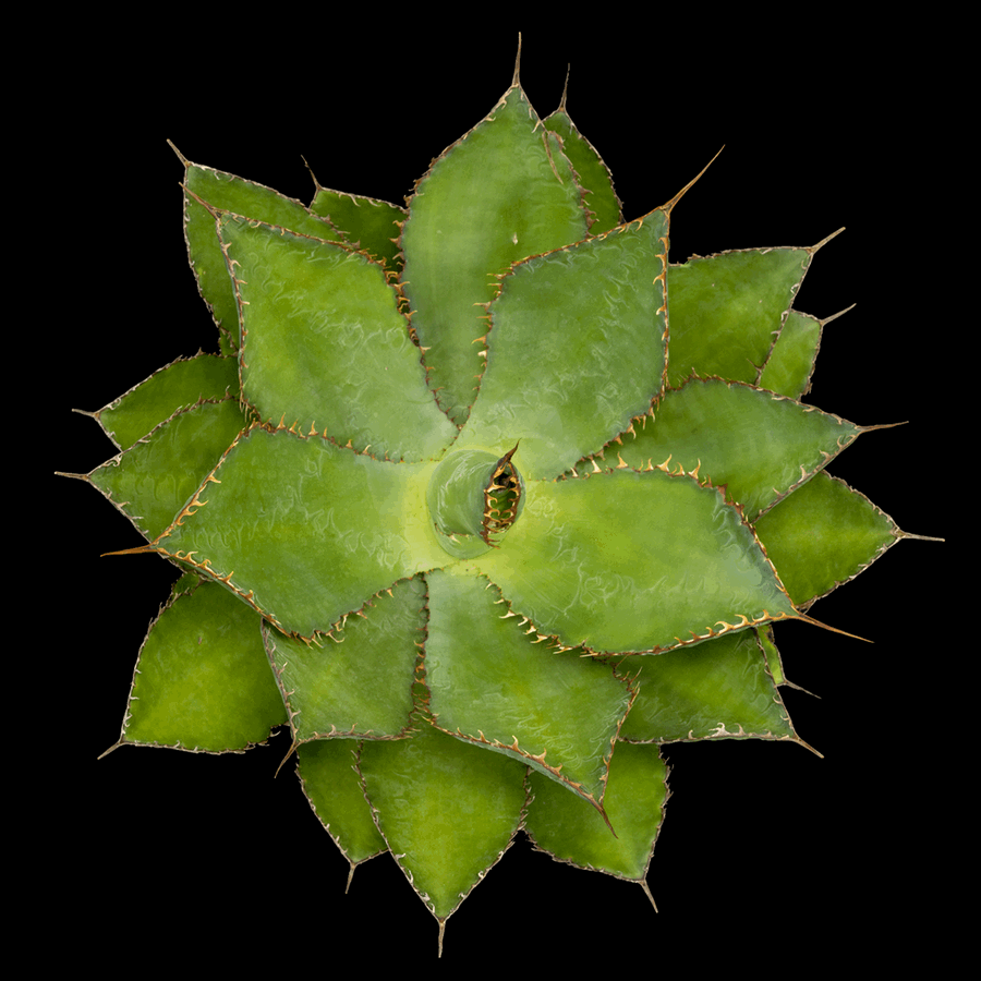 Agave Botanical Study in 3D