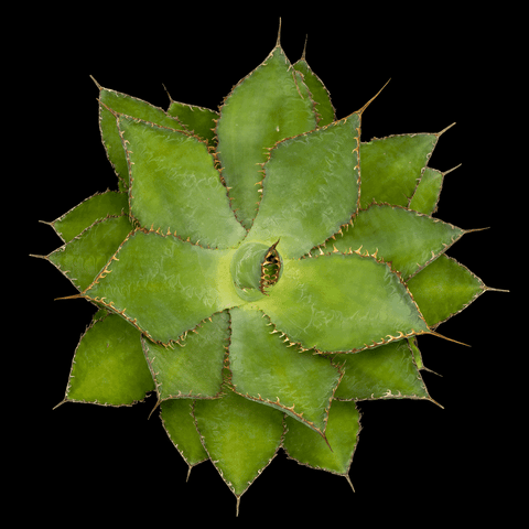 Agave Botanical Study in 3D