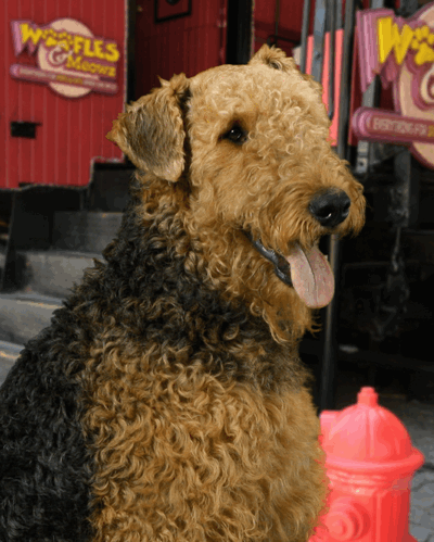 Airedale Terrier in 3D
