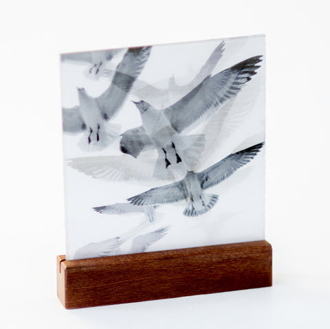 Birds : Mini on Wood Plinth