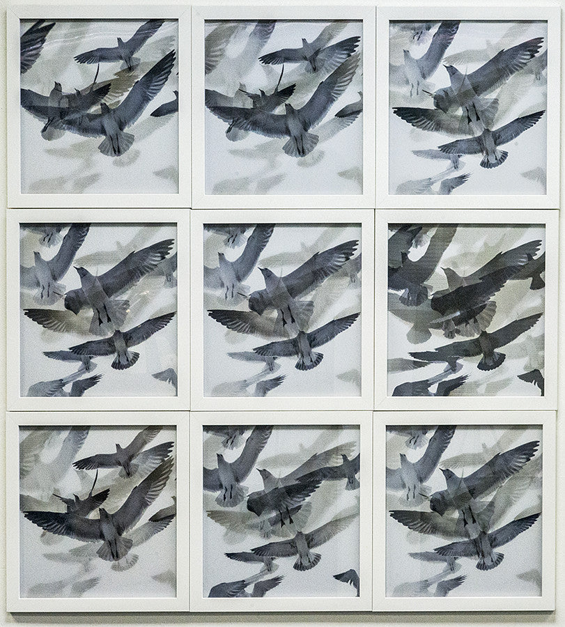 Birds  3 x 3