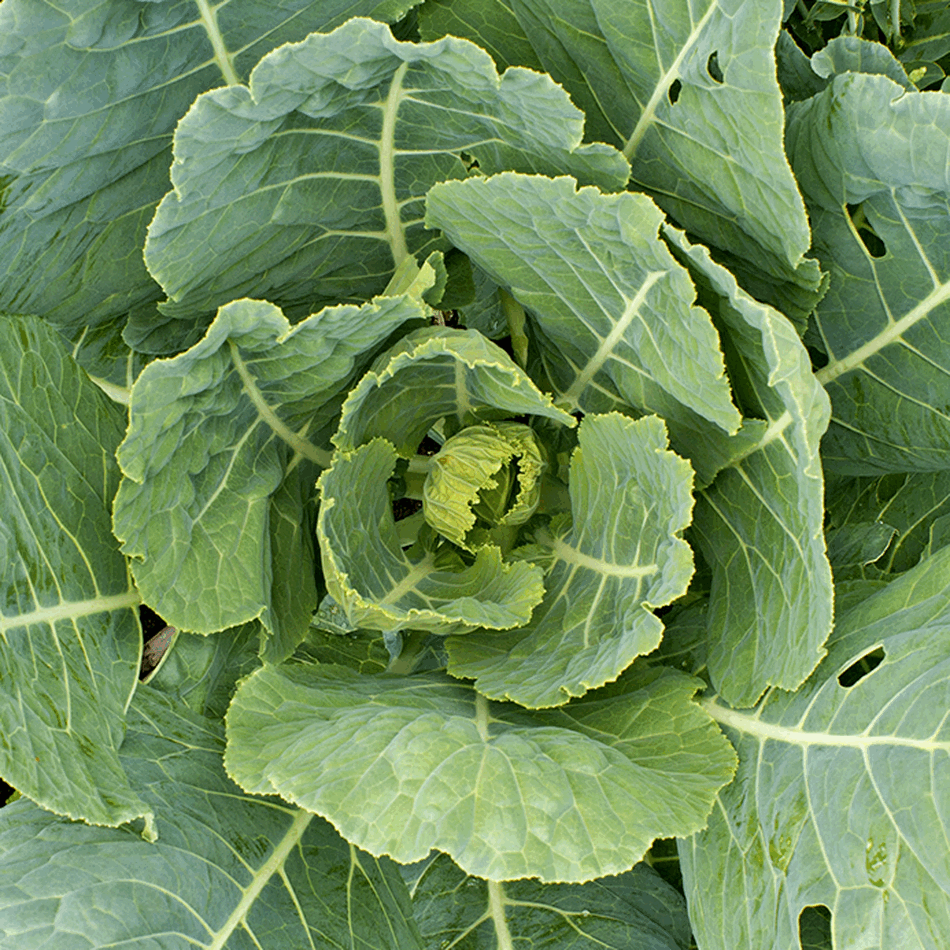 Green Cabbage Botanical Study in 3D