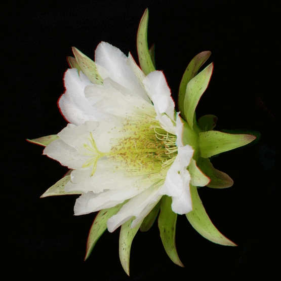 Cactus Flower in 3D
