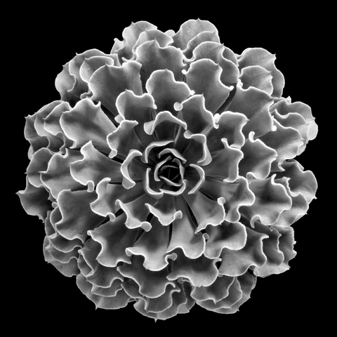 Succulent Mandala #2 Botanical Study in 3D