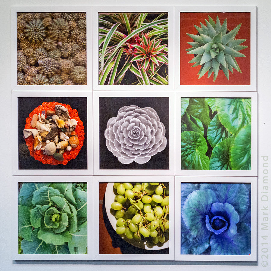 Botanical Studies in 3D with Frames