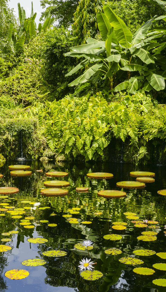 Fairchild Botanical Gardens Amazonia Pond in 3D