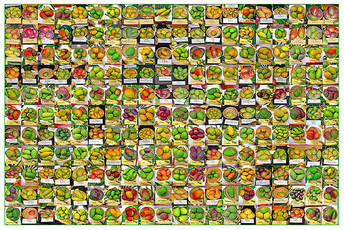 Mango Poster 220 Varieties From South Florida