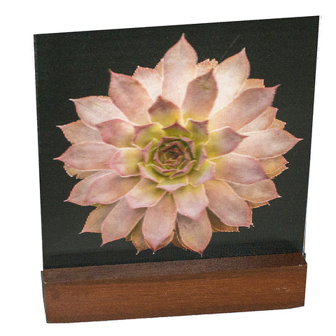 Pink Succulent : Mini on Laquered Wood Plinth