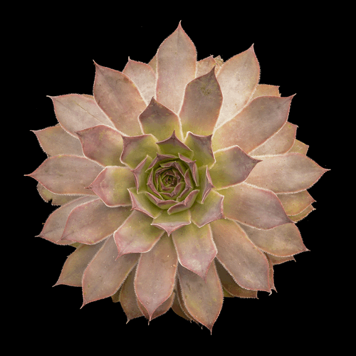 Succulent Mandala #4 Botanical Study "Big Pink" in 3D