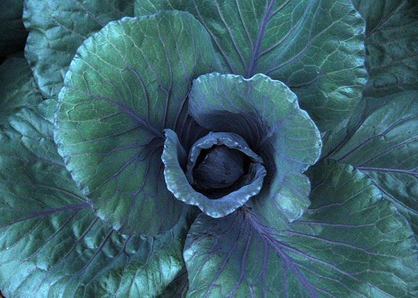 Purple Cabbage Botanical Study in 3D