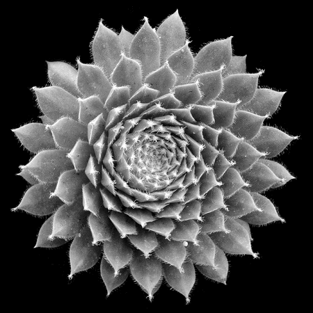 Succulent Mandala Botanical Study in 3D