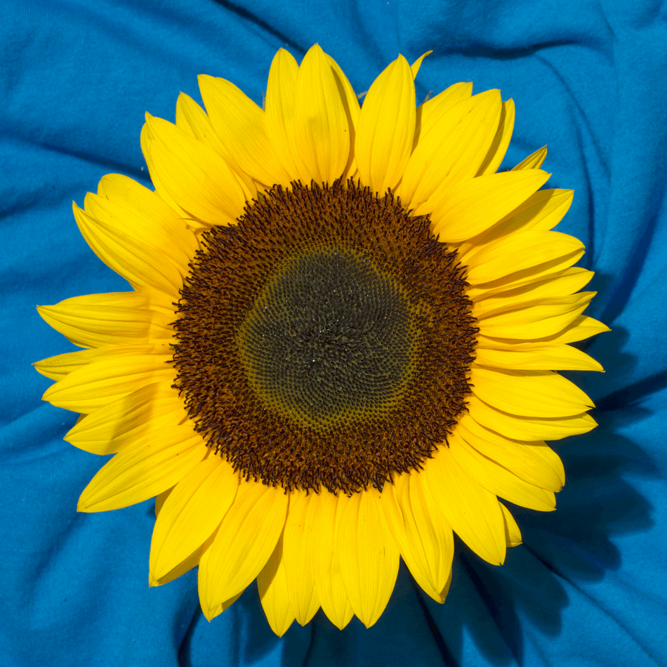 Sunflower Botanical Study in 3D