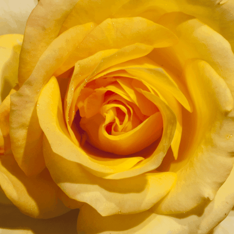 Yellow Rose in 3D